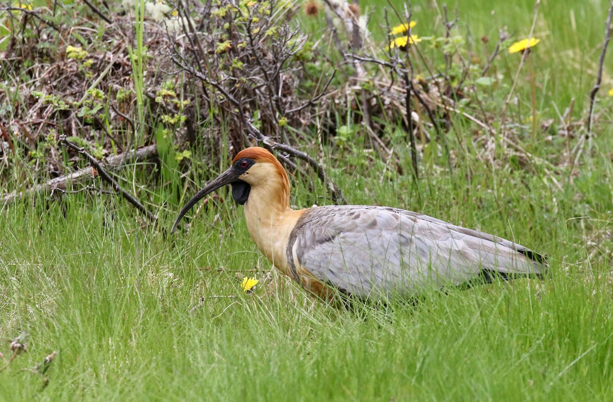 Bandurria Austral - ML647809088