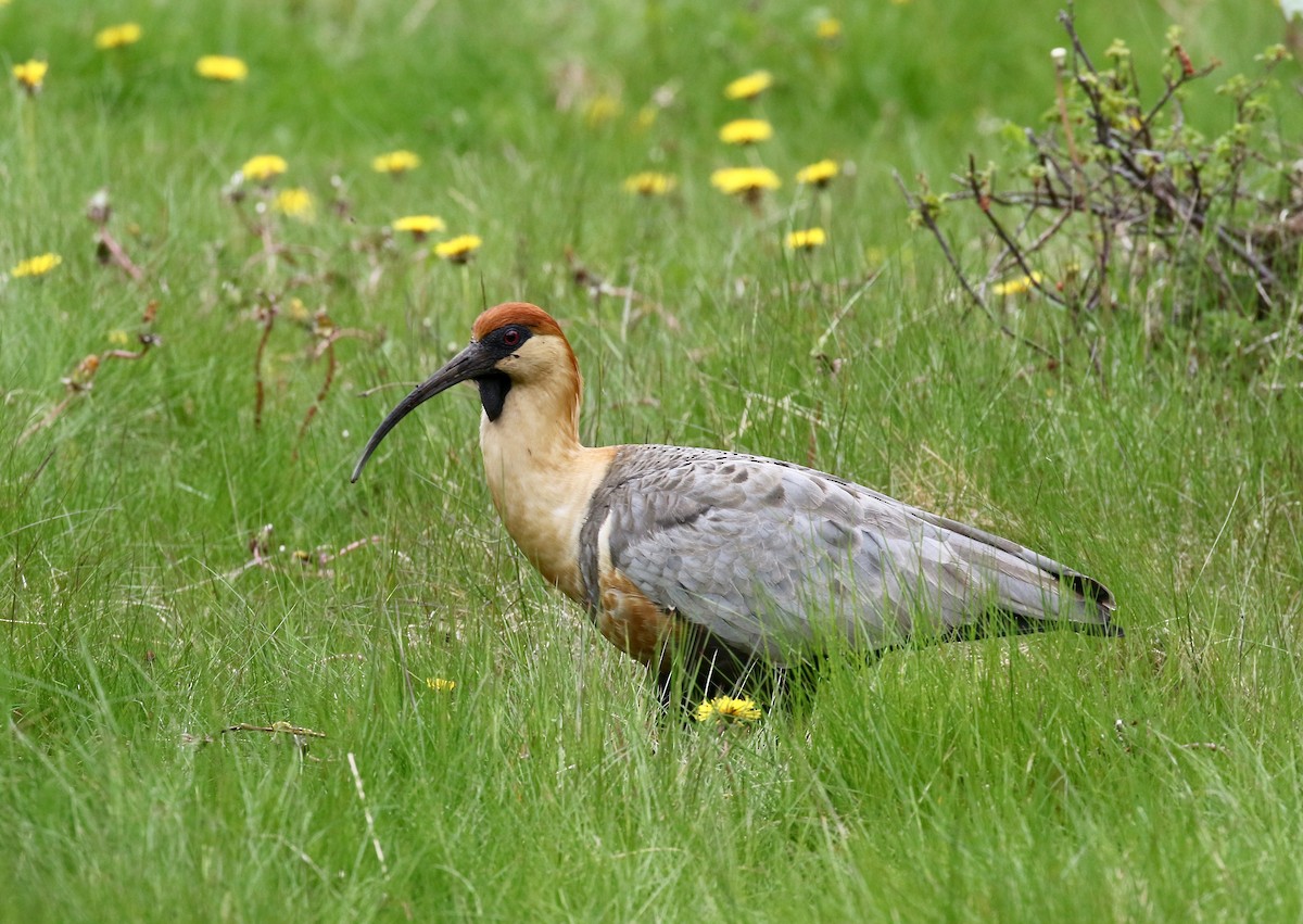 Bandurria Austral - ML647809089