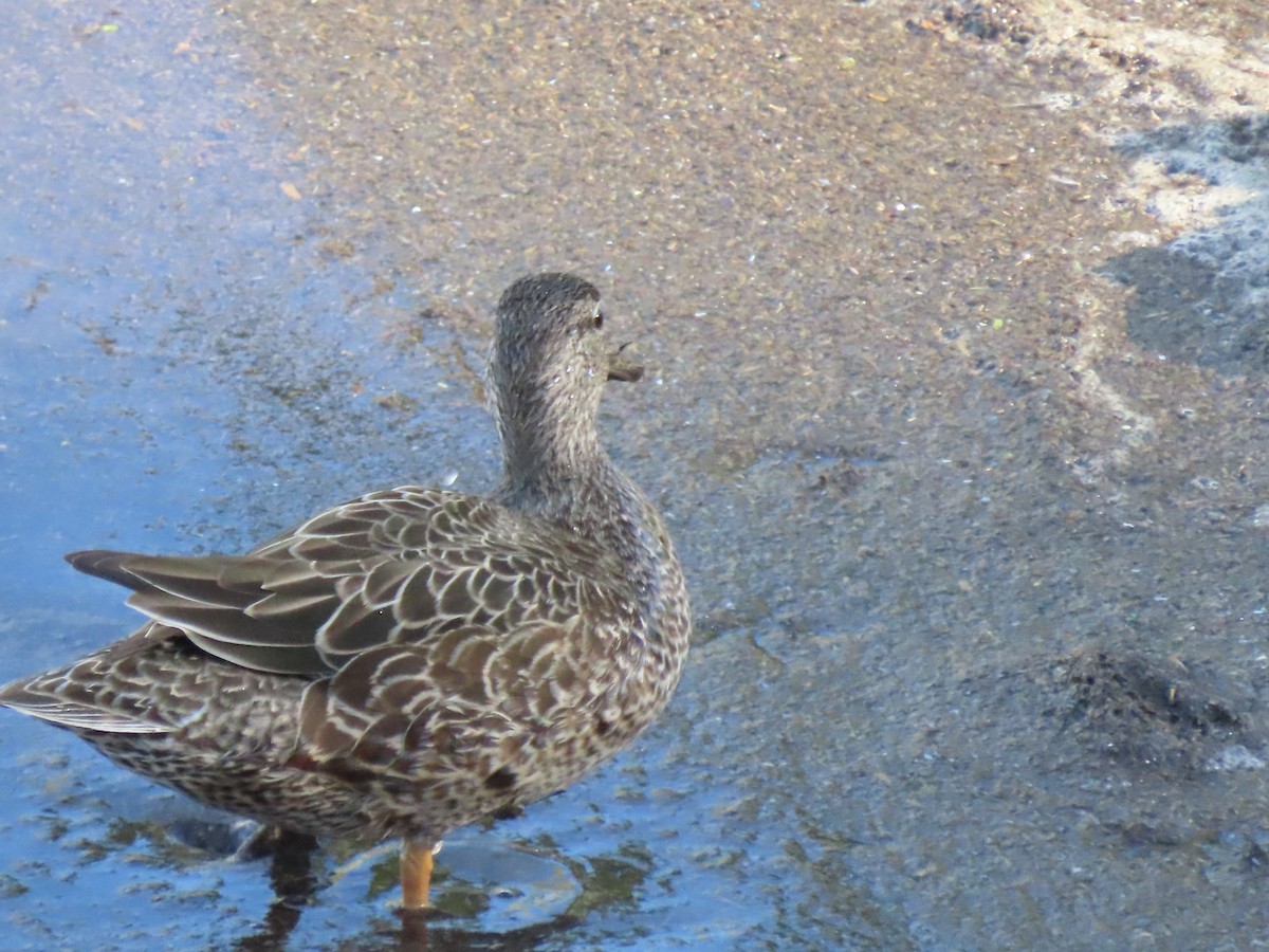 Blue-winged Teal - ML647809100