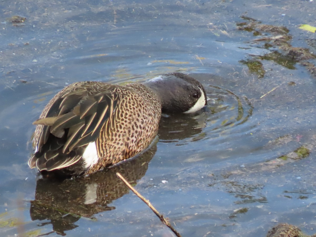Blue-winged Teal - ML647809101