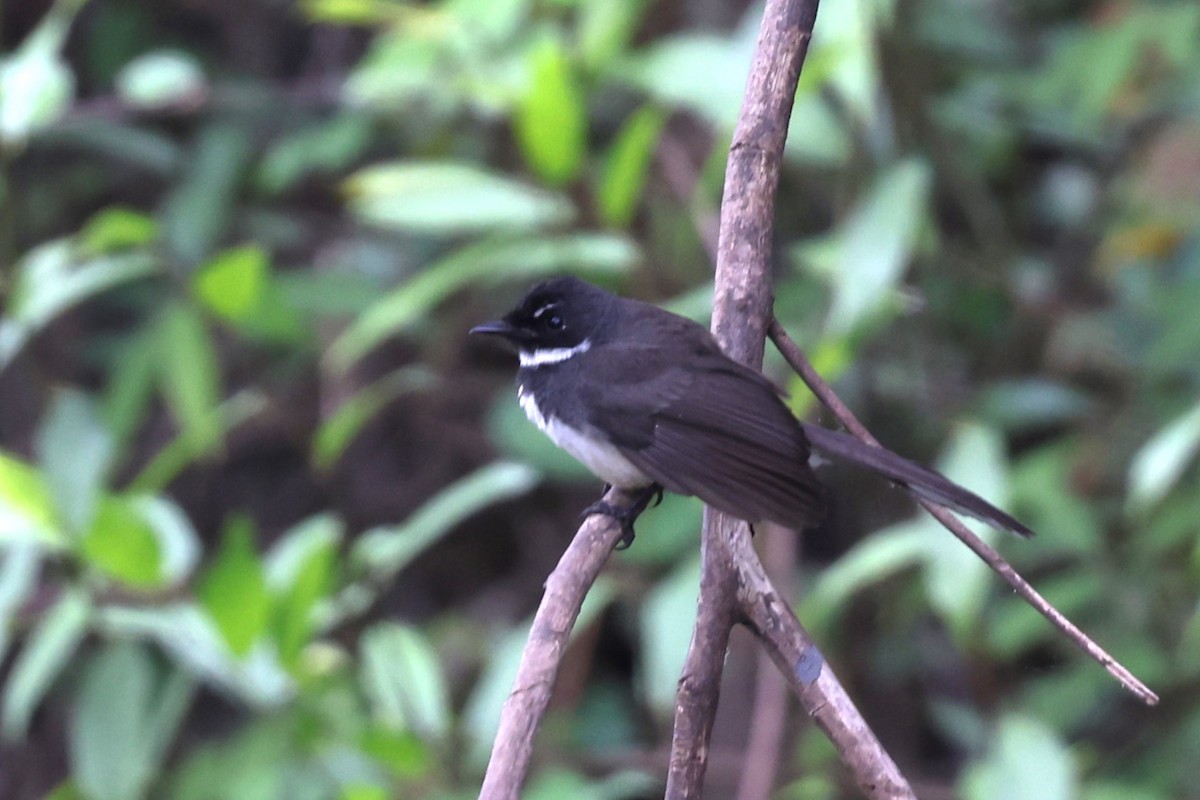 Abanico Pío de la Sonda - ML647809106