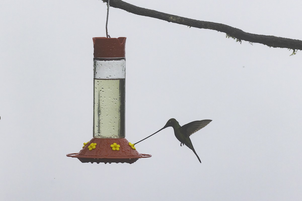 Colibrí Picoespada - ML647809108