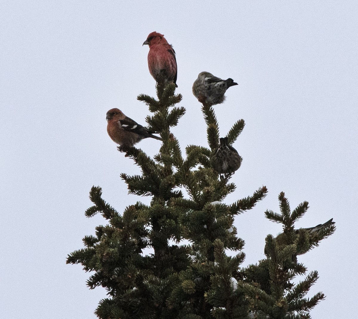 Piquituerto Aliblanco - ML647809110