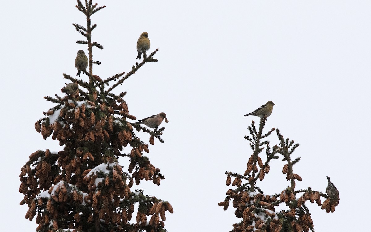 Piquituerto Aliblanco - ML647809111