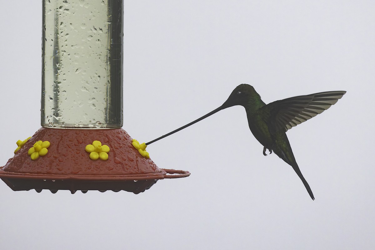 Colibrí Picoespada - ML647809113