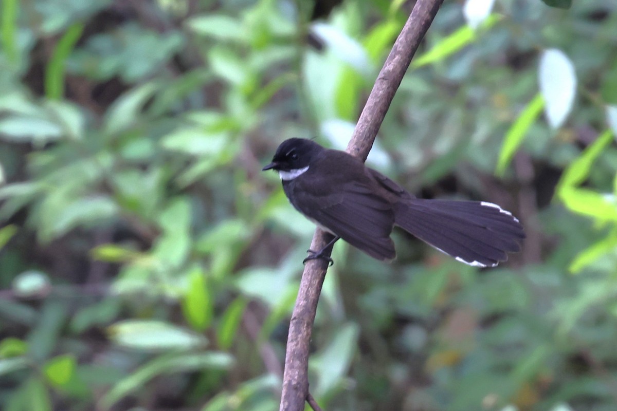 Abanico Pío de la Sonda - ML647809114