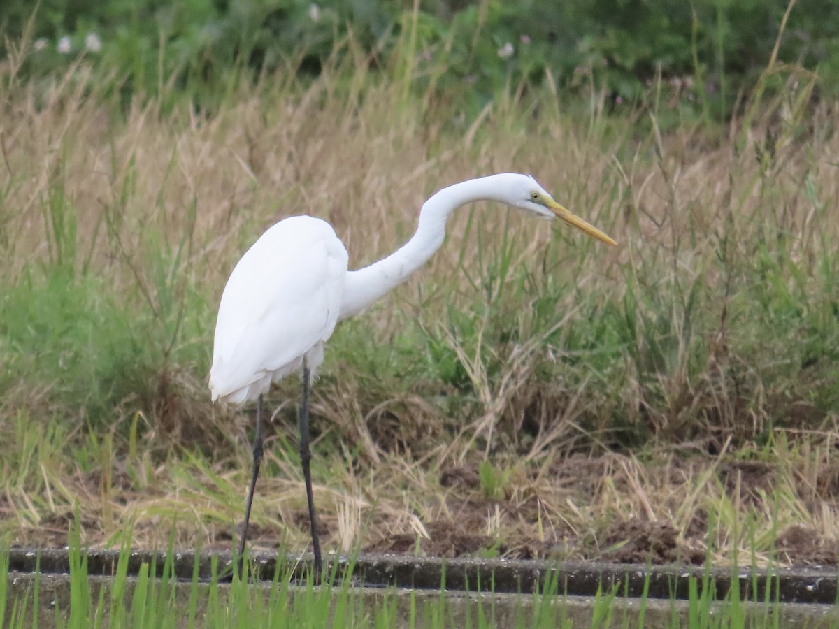 Garceta Grande - ML647809115