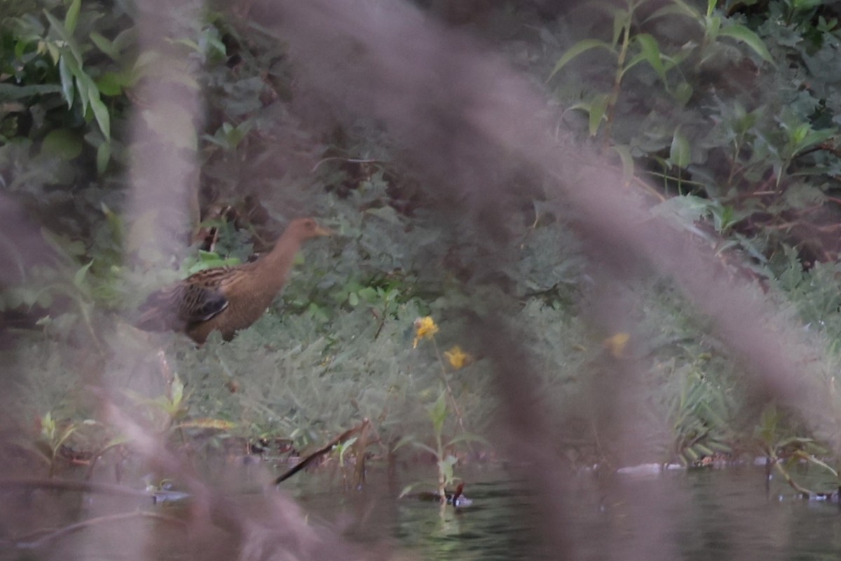 Gallineta Crestada - ML647809116