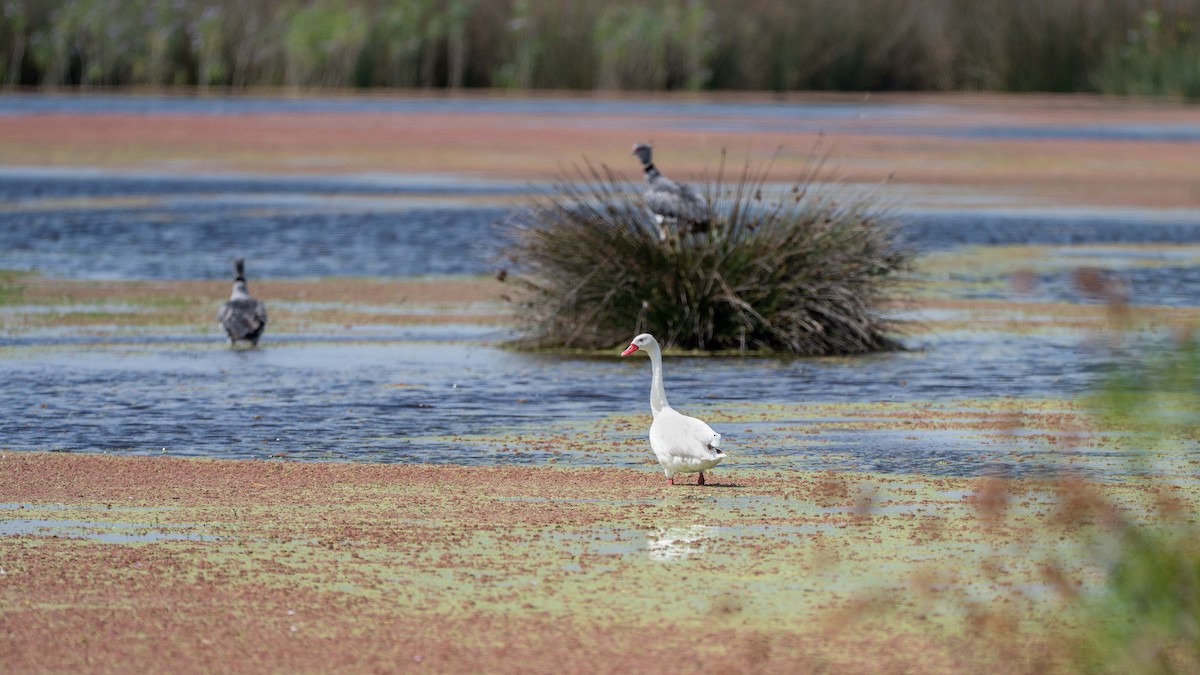 Cisne Coscoroba - ML647809118