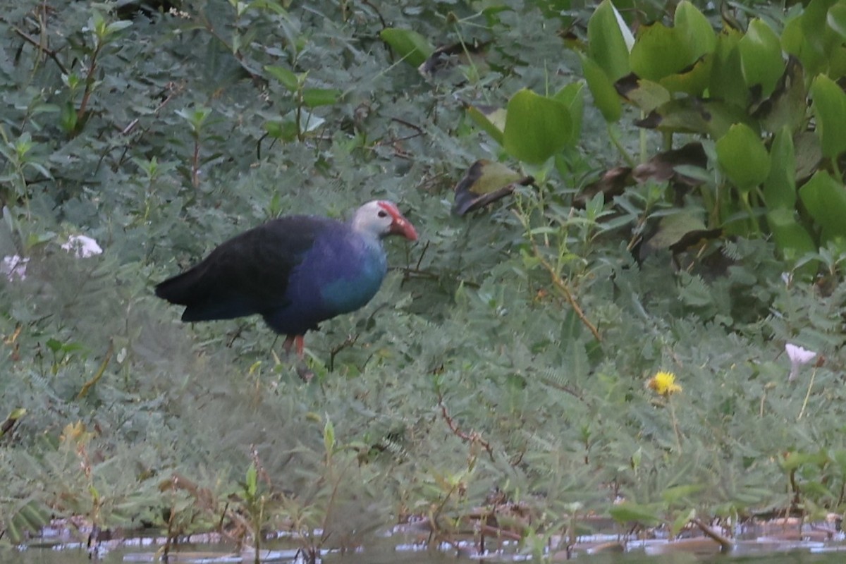 Calamón Cabecigrís - ML647809119