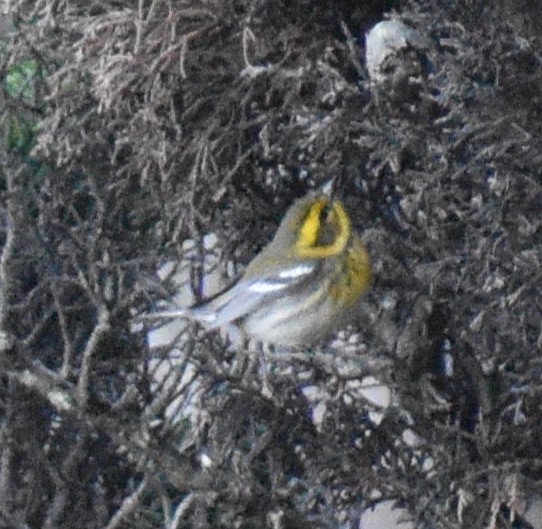 Reinita de Townsend - ML647809120