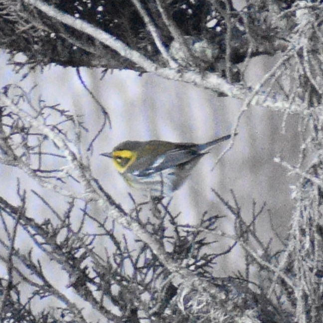 Reinita de Townsend - ML647809121