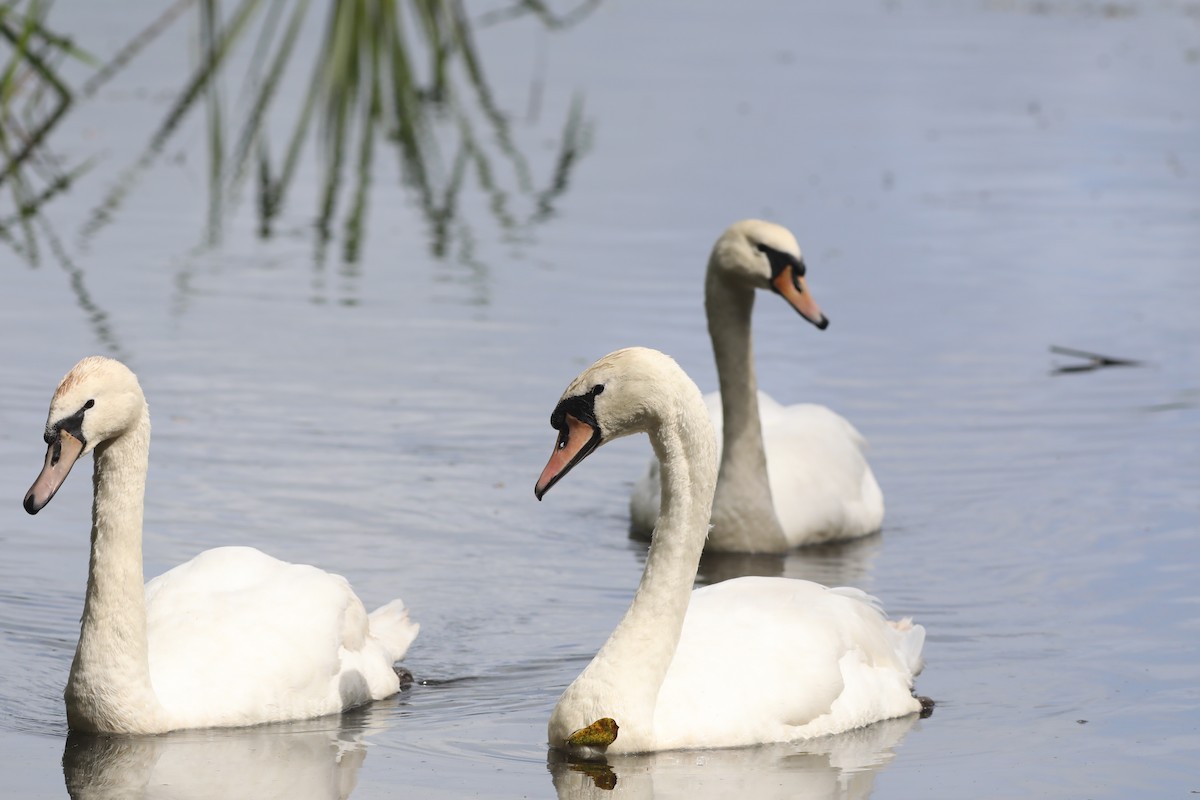 Cisne Vulgar - ML647809122