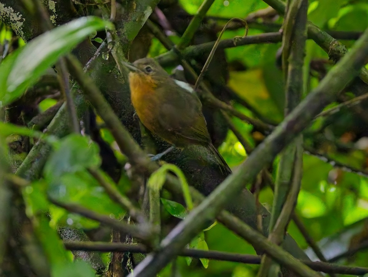 Hormiguero Tirano - ML647809123