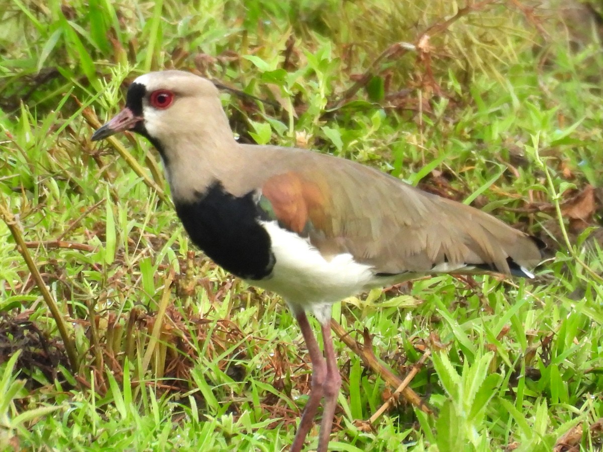 Avefría Tero - ML647809124