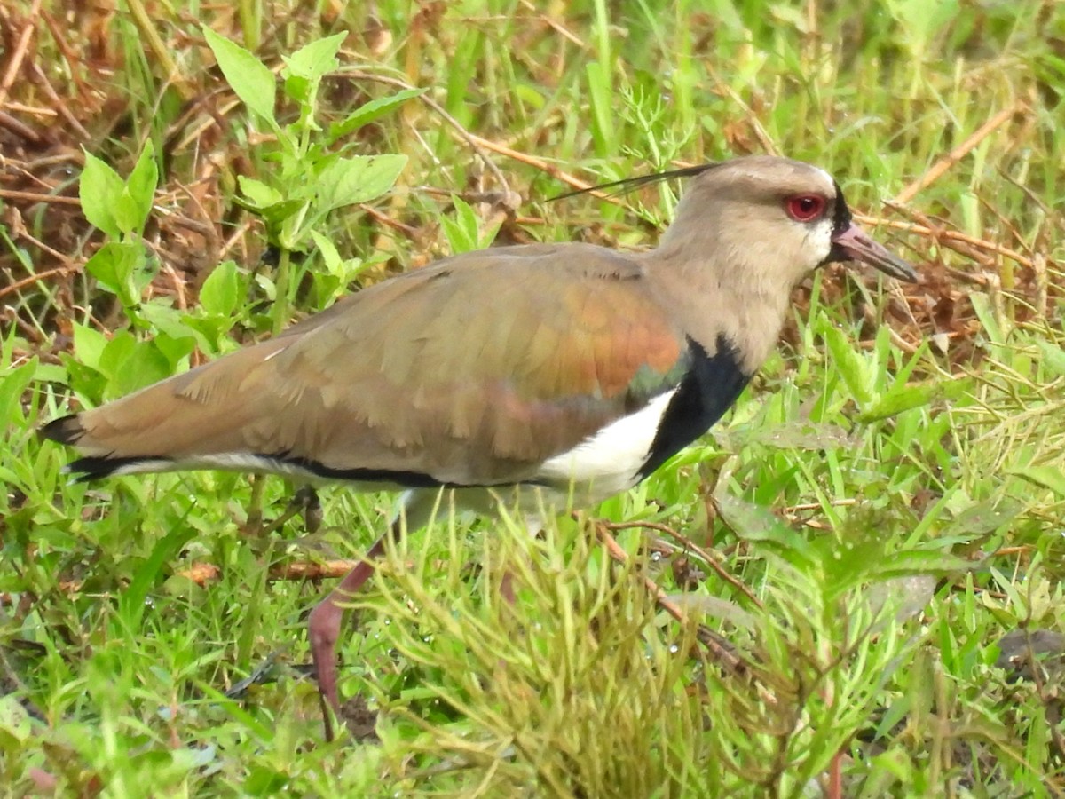 Avefría Tero - ML647809125