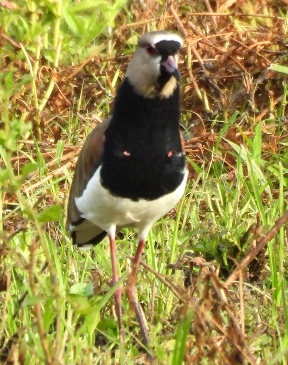 Avefría Tero - ML647809126