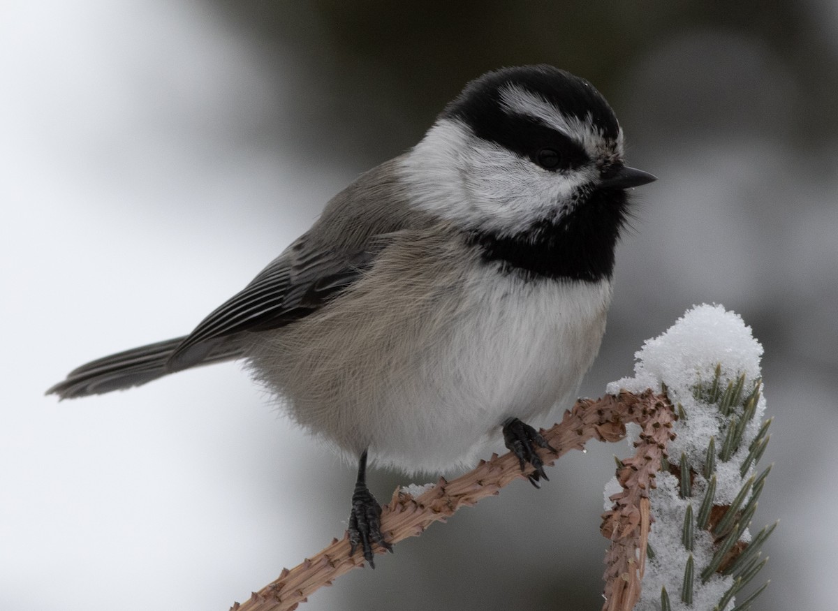 Carbonero Montañés - ML647809127