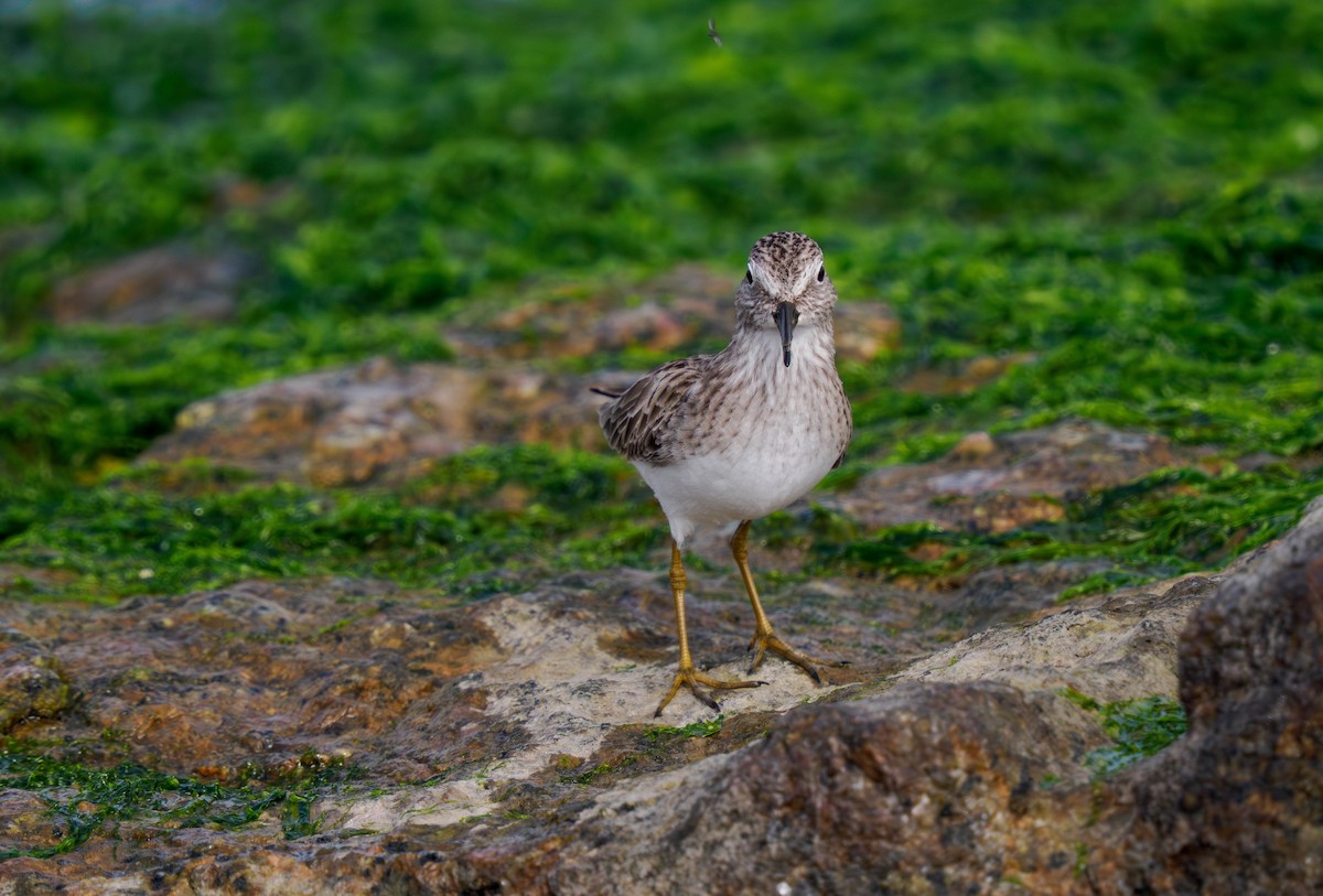 Correlimos Menudillo - ML647809133