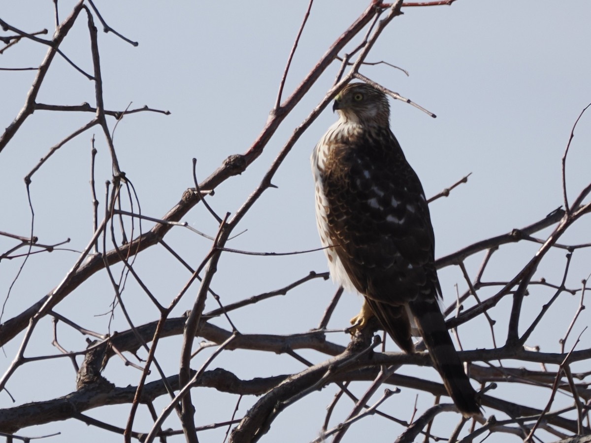 Cooper's Hawk - ML647809138