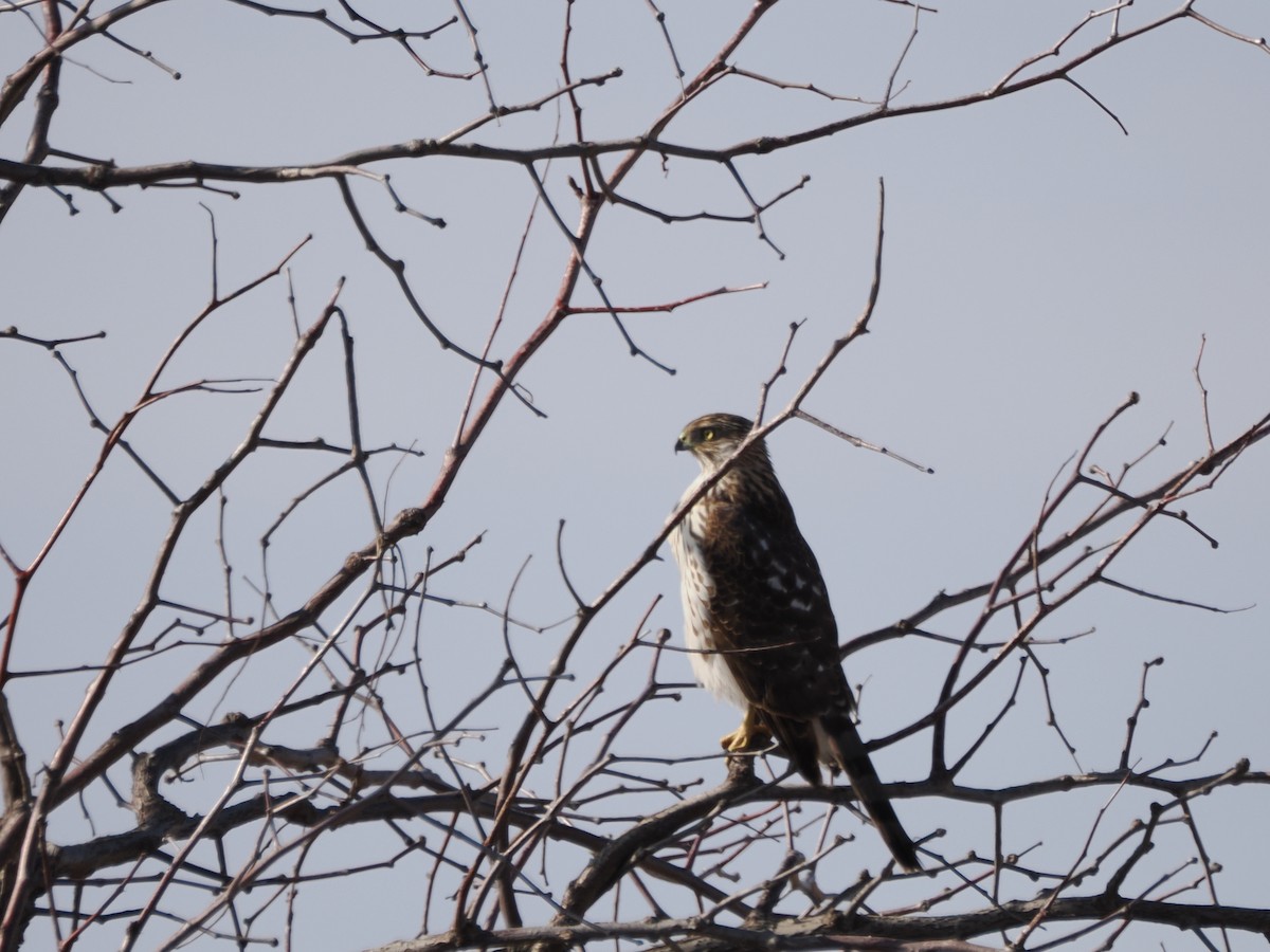Cooper's Hawk - ML647809139