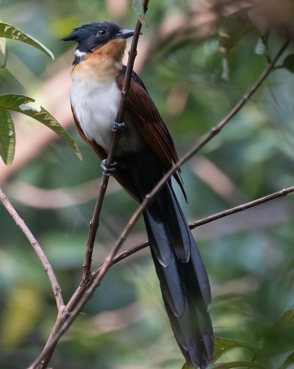 Chestnut-winged Cuckoo - ML647809140