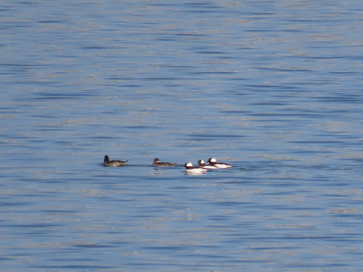 Гоголь-головастик - ML647809158