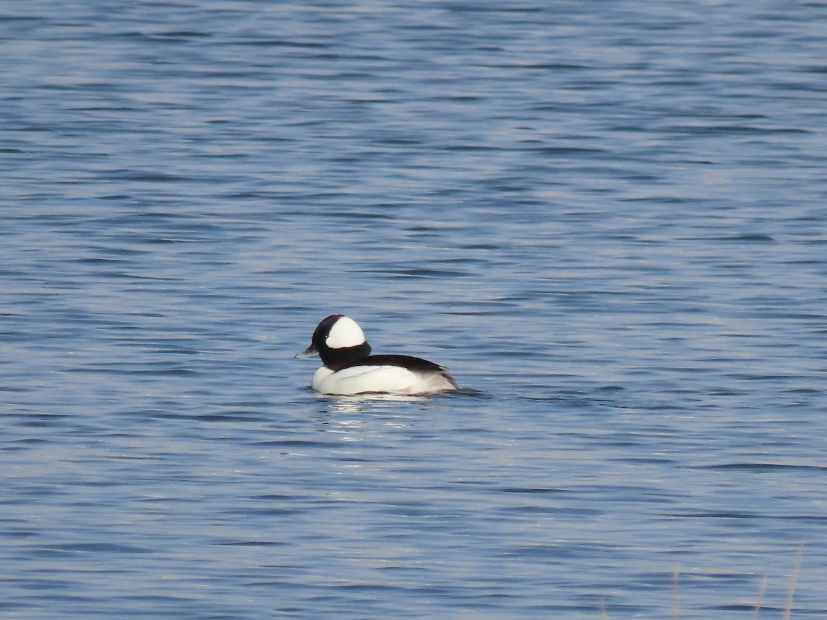 Гоголь-головастик - ML647809169