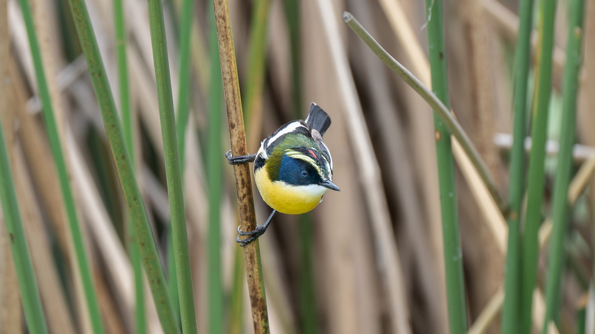 Many-colored Rush Tyrant - ML647809170