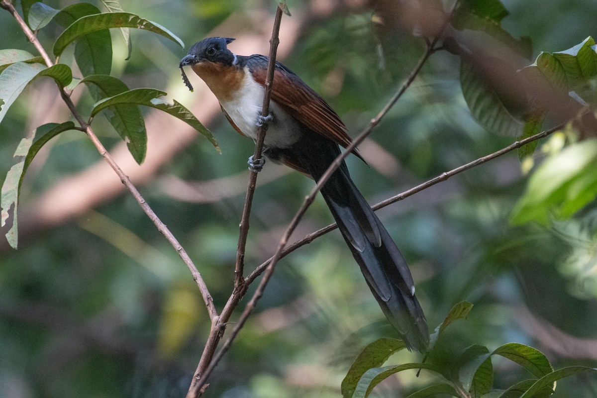 Chestnut-winged Cuckoo - ML647809174
