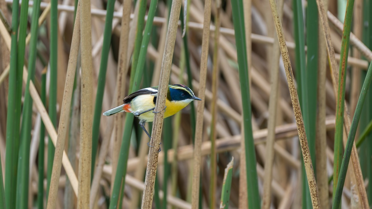 Many-colored Rush Tyrant - ML647809176