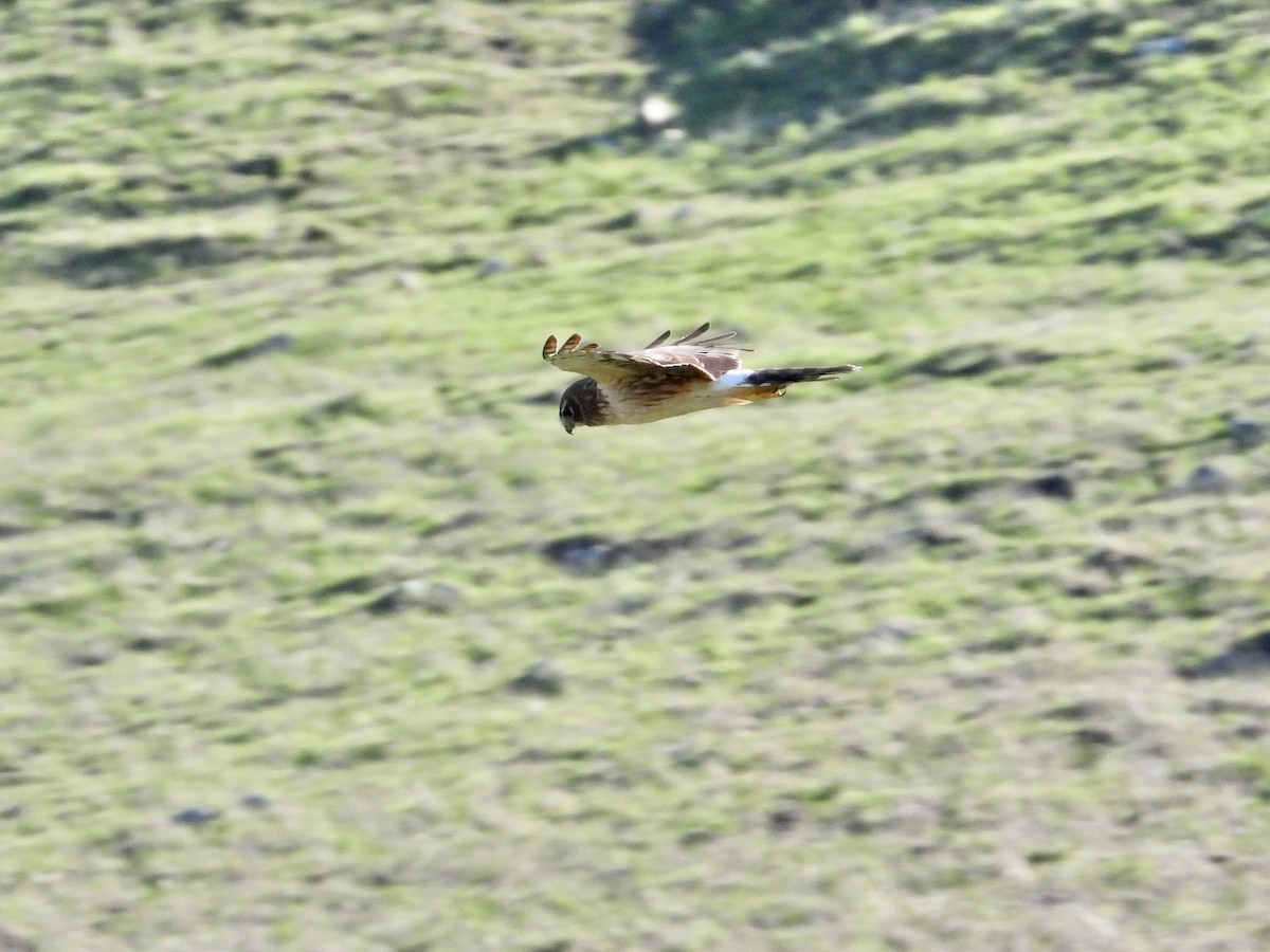 Лунь американський - ML647809185