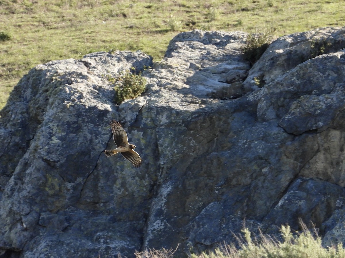 Лунь американський - ML647809186