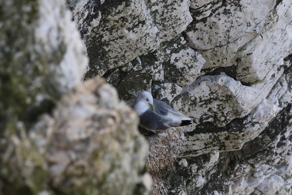 krykkje - ML647809187