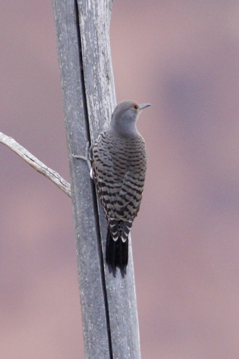 Northern Flicker - ML647809195