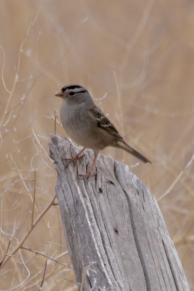 Porsuk Serçesi - ML647809209