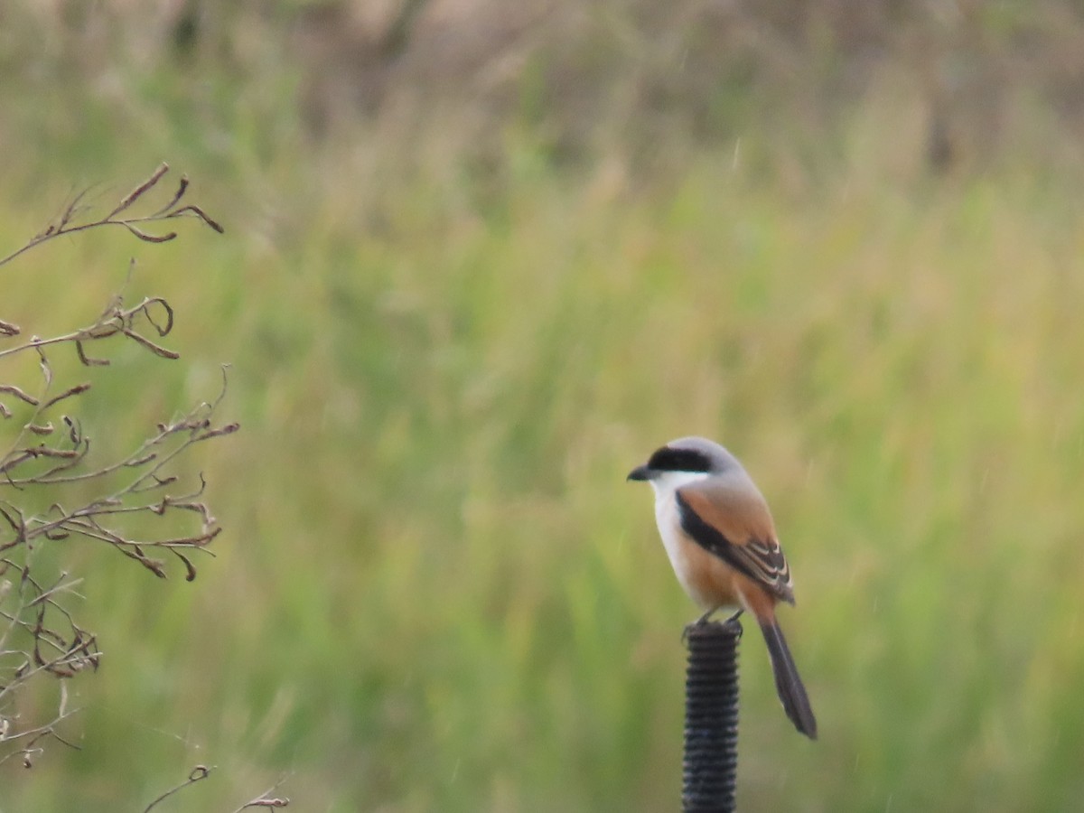 Long-tailed Shrike - ML647809218