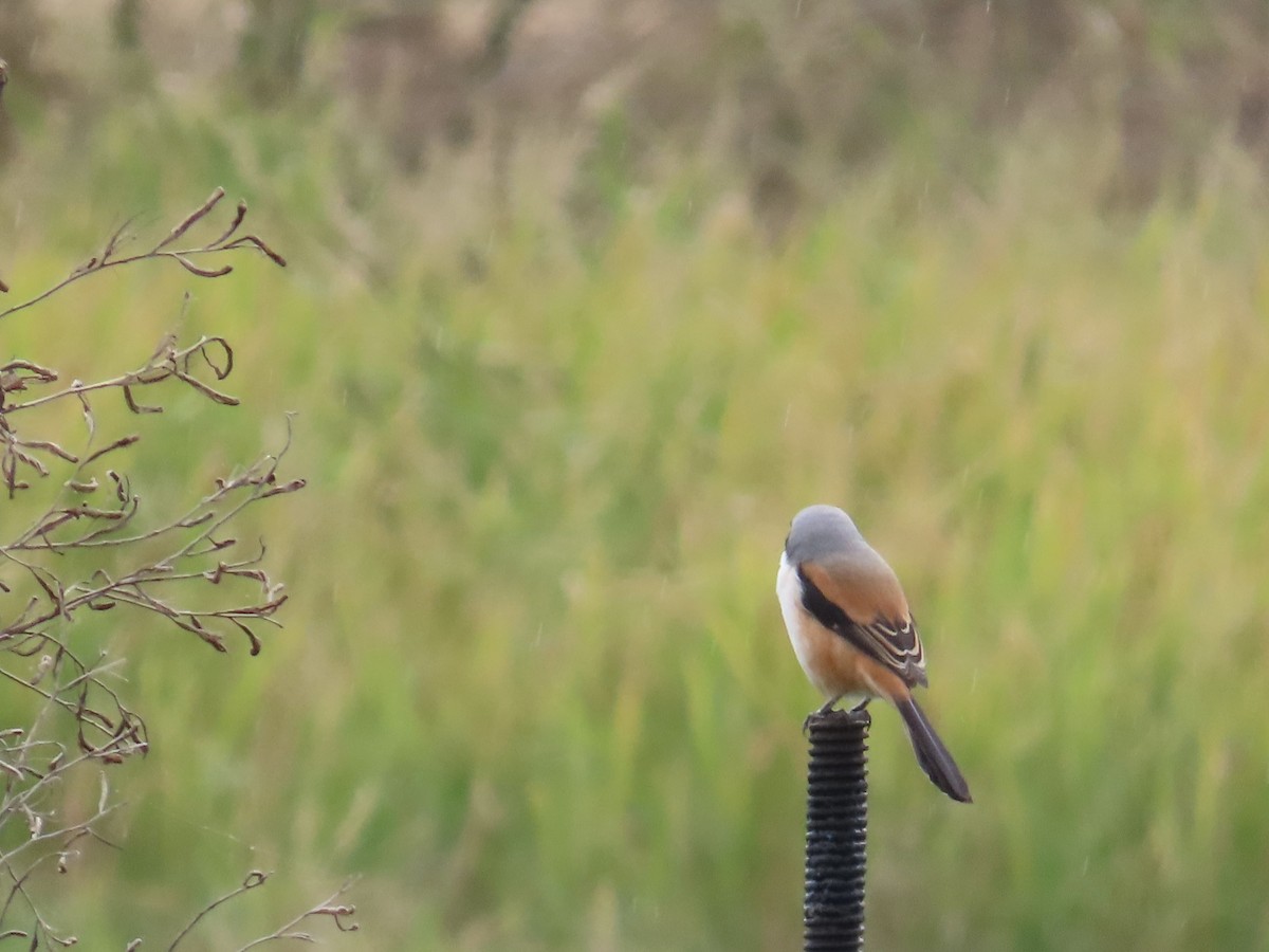 Long-tailed Shrike - ML647809219