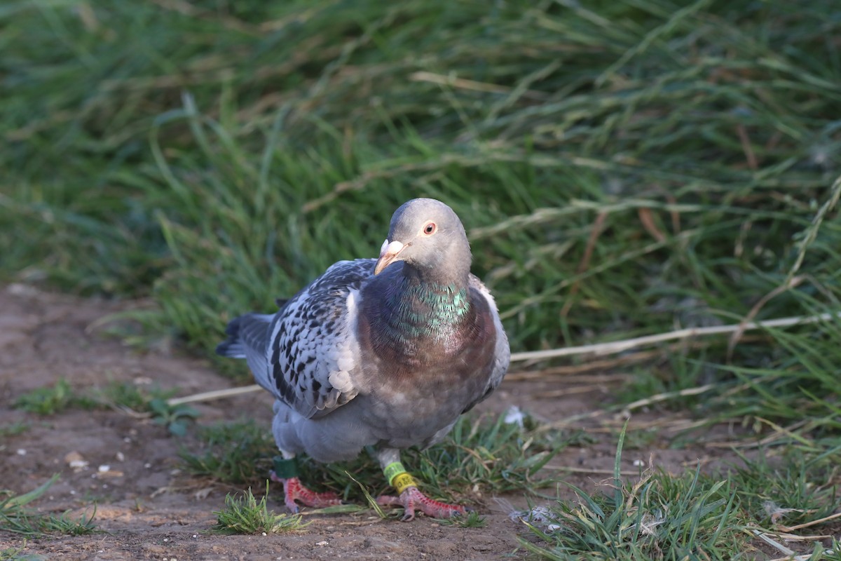 Rock Pigeon (Feral Pigeon) - ML647809222