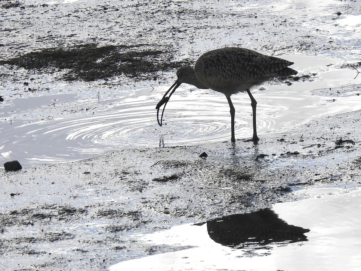 Long-billed Curlew - ML647809223