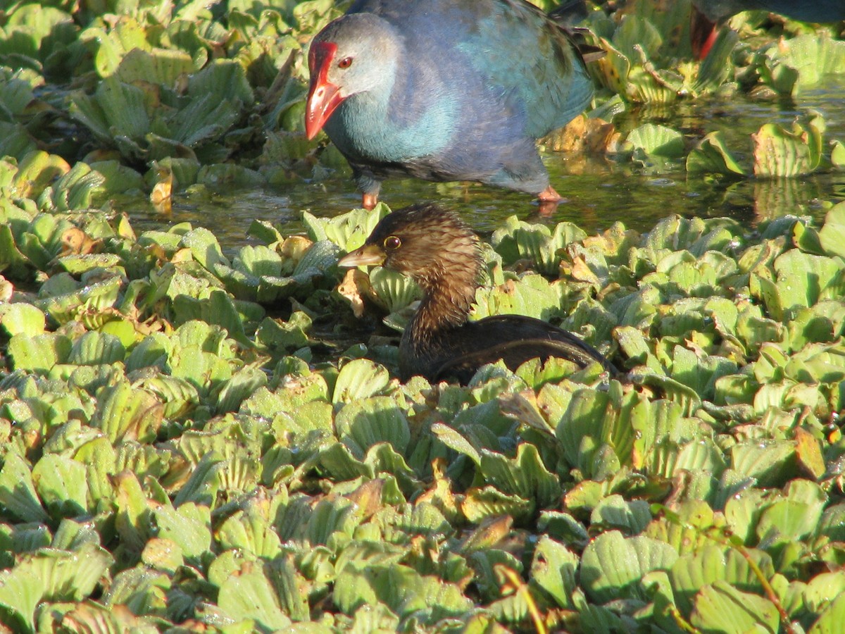 Pied-billed Grebe - ML647809224