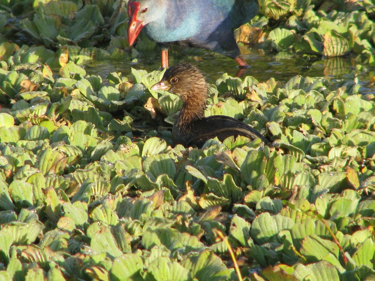 Pied-billed Grebe - ML647809225
