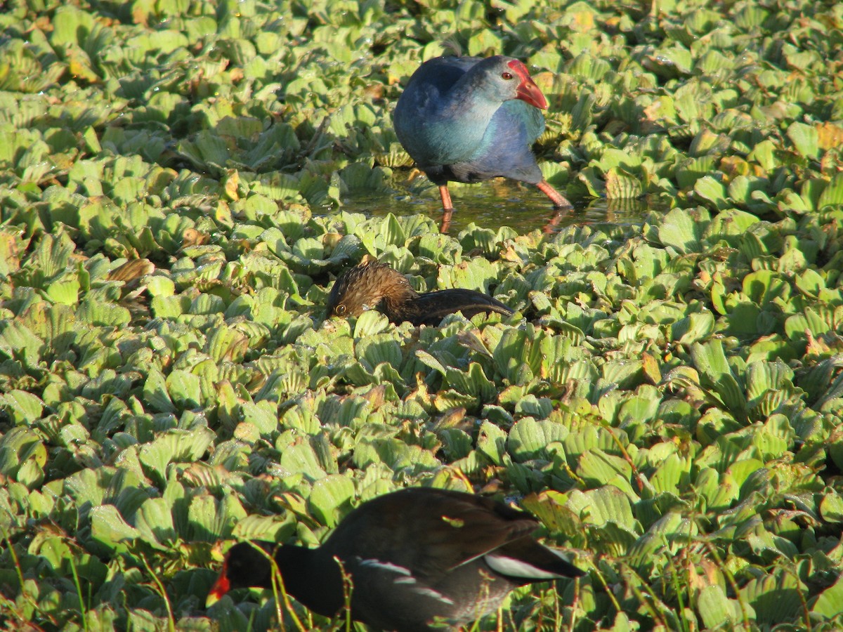 Pied-billed Grebe - ML647809226