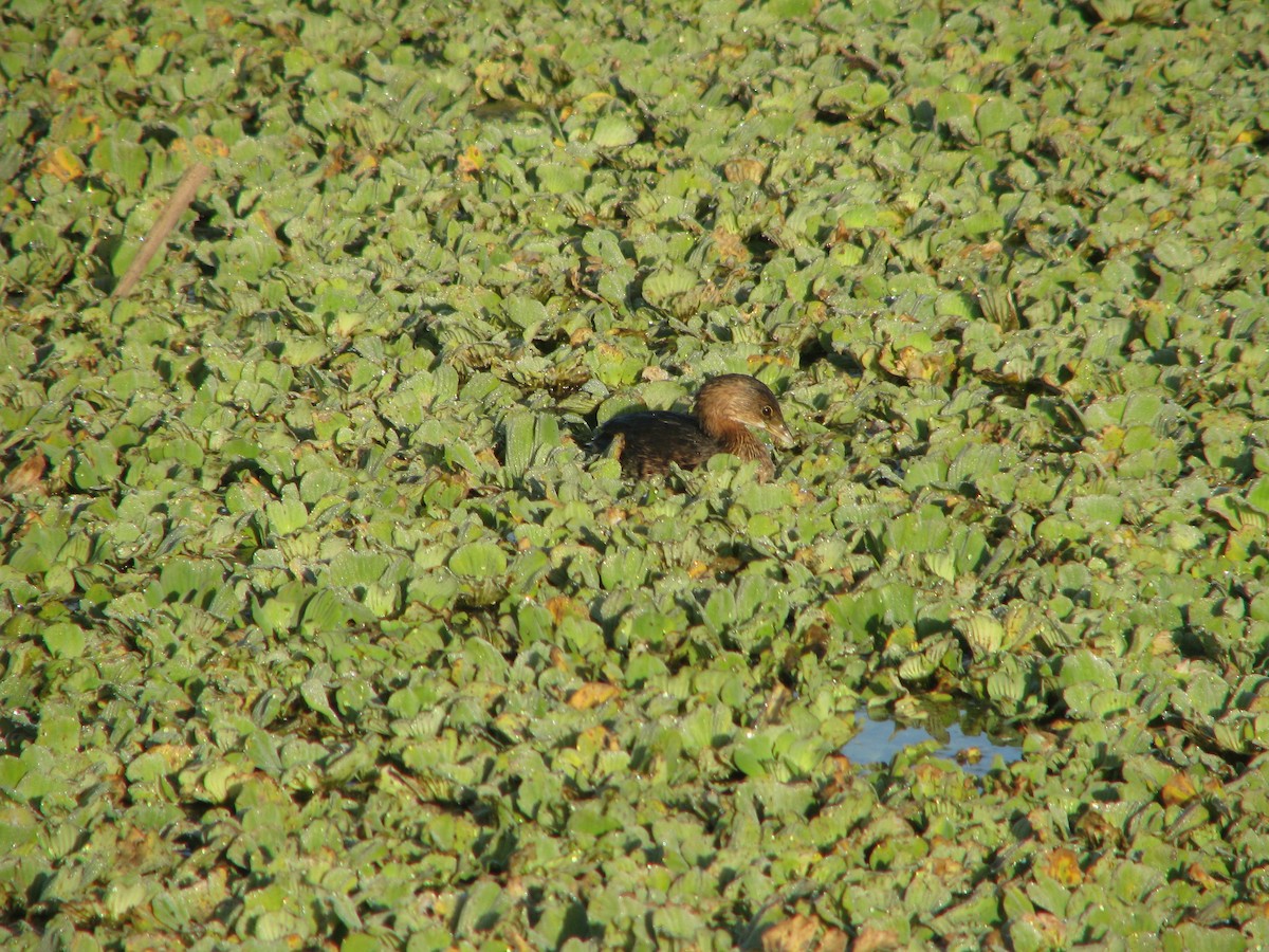 Pied-billed Grebe - ML647809227