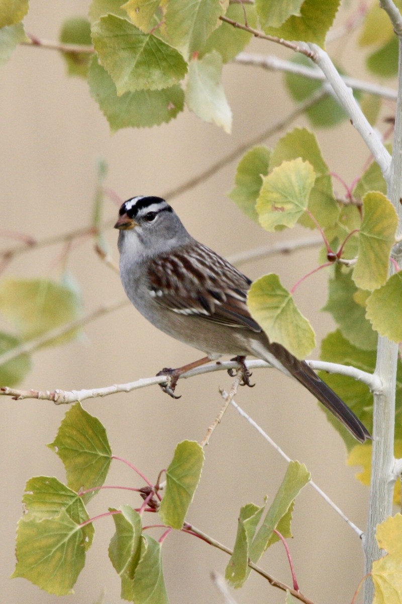 White-crowned Sparrow - ML647809228
