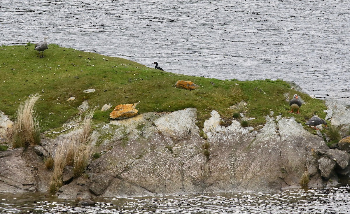 Magellanic Cormorant - ML647809229