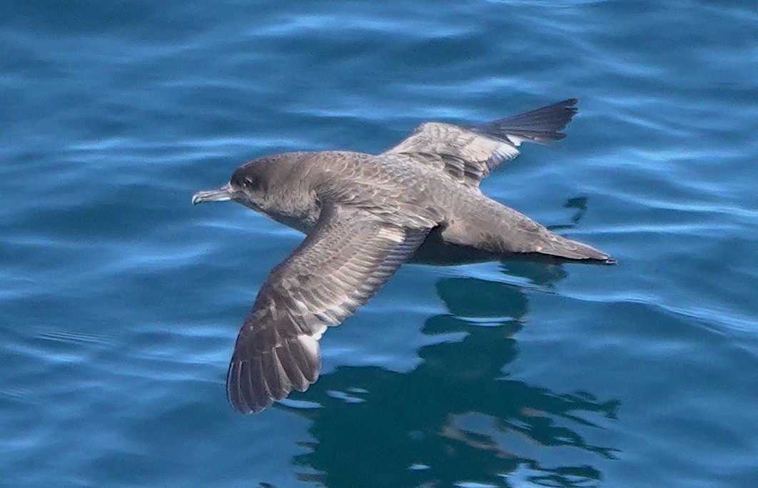 Sooty Shearwater - ML647809231