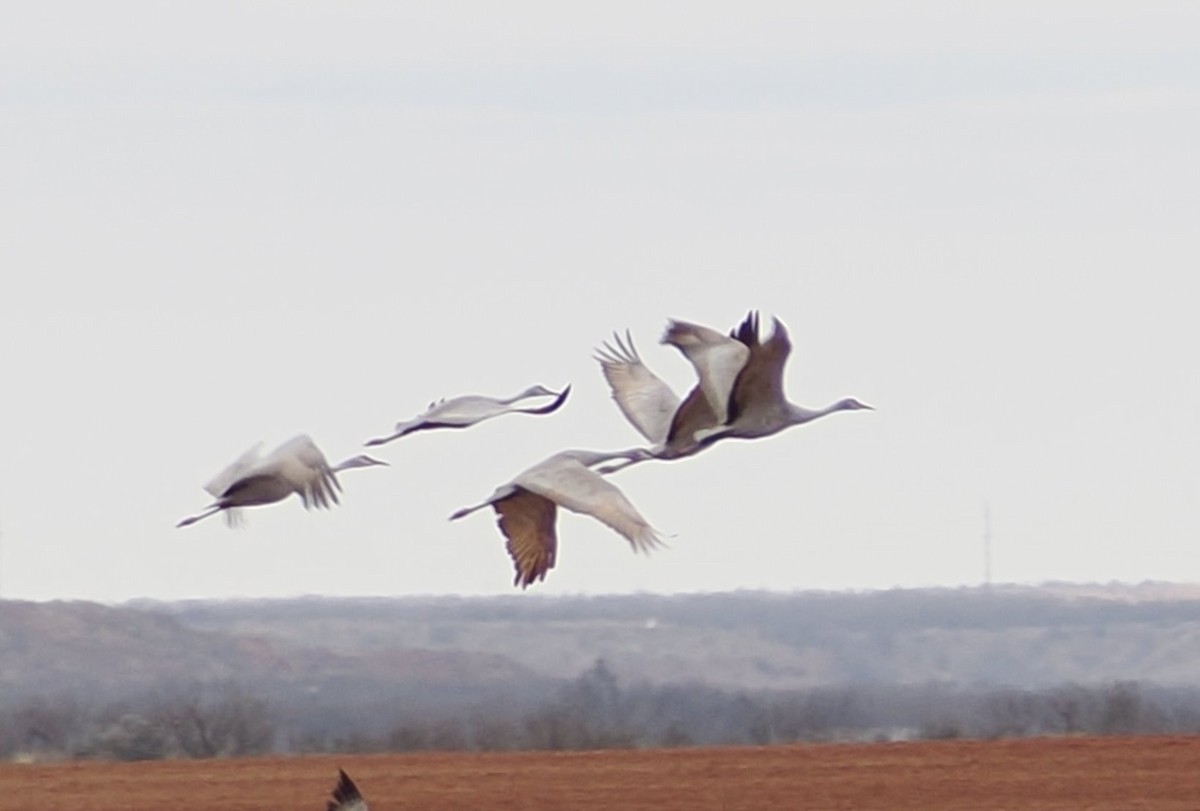 Sandhill Crane - ML647809232