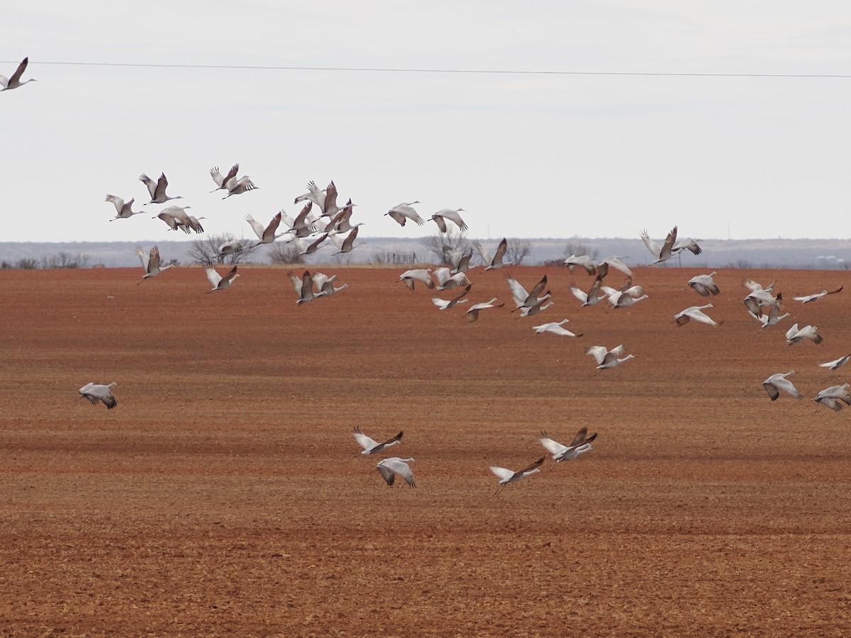 Sandhill Crane - ML647809233