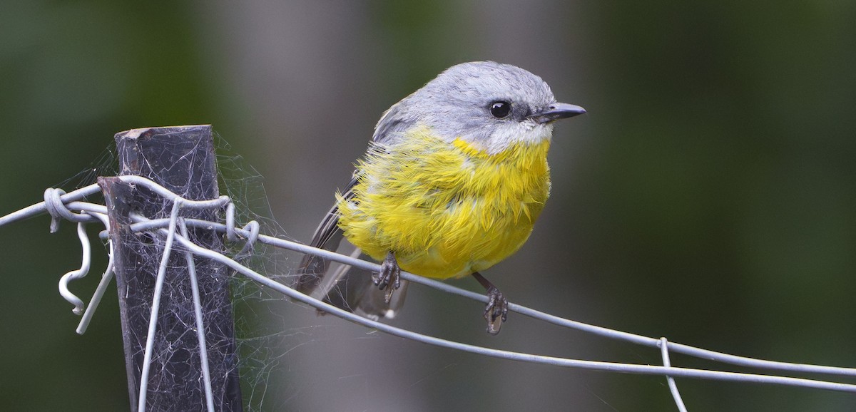 Eastern Yellow Robin - ML647809234